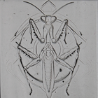 Single Rollers / Praying Mantis / 4