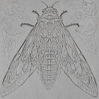 Single Rollers / Cicada / 4