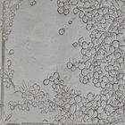 Single Rollers / Cherry Blossom / 4