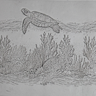 Single Rollers / Turtle Reef Passage / 4